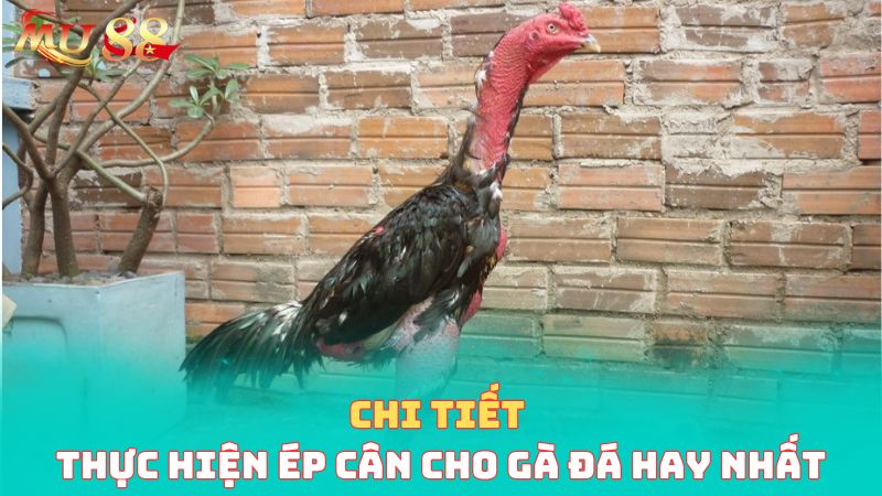 Chi tiết thực hiện ép cân cho gà đá hay nhất